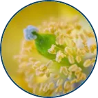 Graminex Flower Pollen Extract