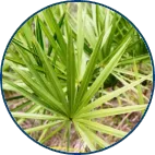 Origanum Vulgare and Saw Palmetto